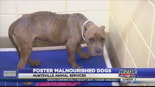 Huntsville Animal Services needs your help