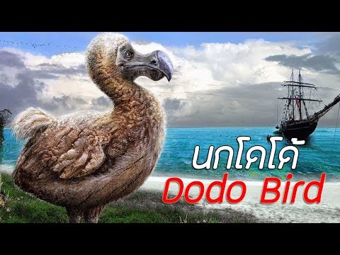วีดีโอ: นกโดโด: ประวัติศาสตร์การทำลายล้าง