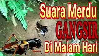 Meriahnya Suara GANGSIR Di Malam Hari