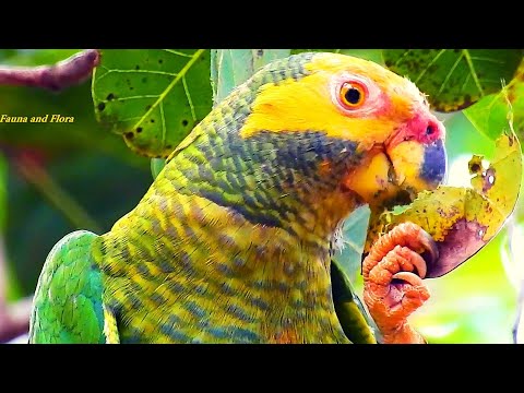 YELLOW-FACED PARROT Sounds (ALIPIOPSITTA XANTHOPS), PAPAGAIO-GALEGO, Eating cashew leaves in winter