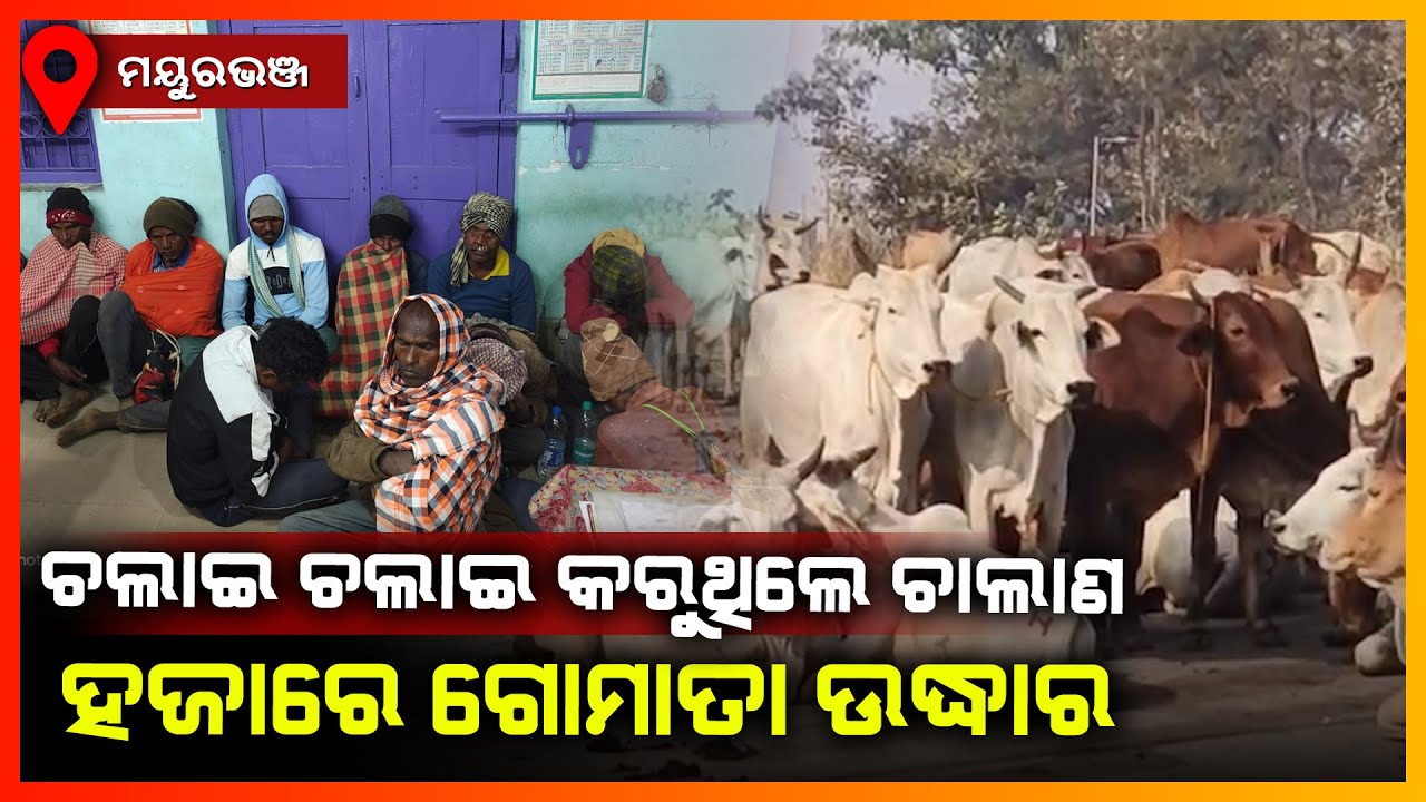 ଚଲାଇ ଚଲାଇ କରୁଥିଲେ ଗୋ ଚାଲାଣ,ହଜାରେ ଗୋ ମାତା ଉଦ୍ଧାର || MAYURBHANJ NEWS