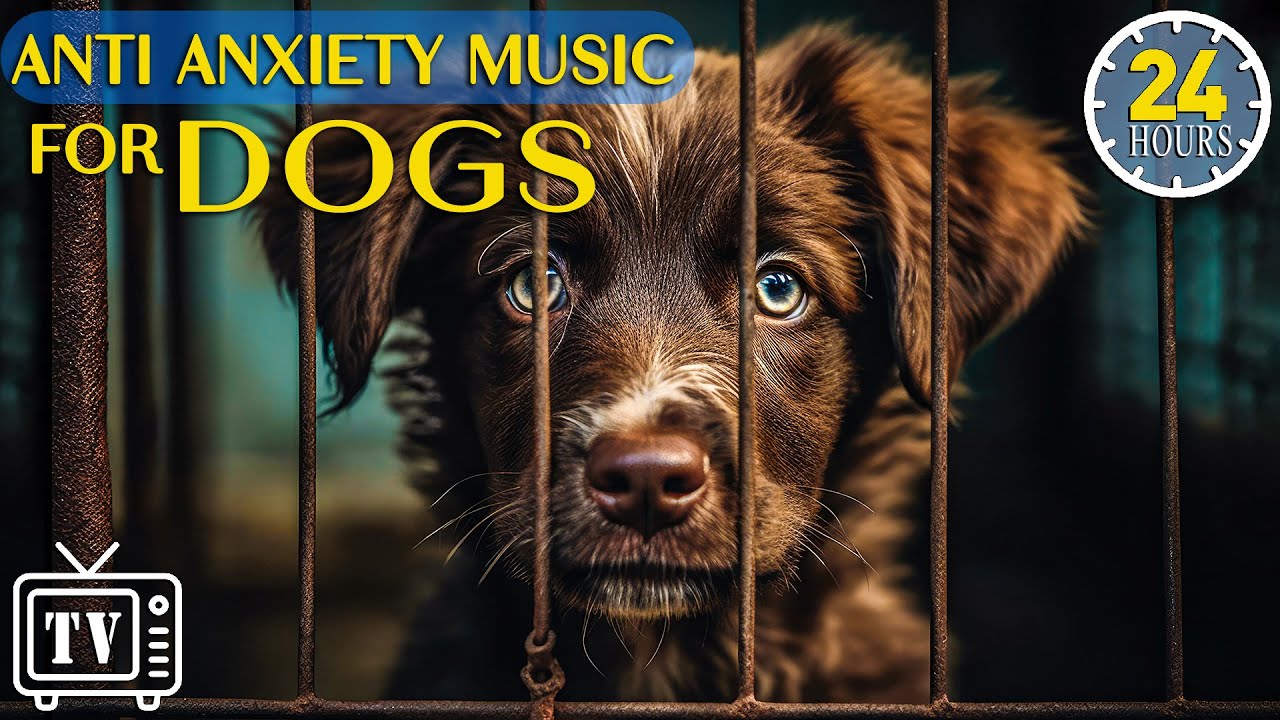 24 Hours Of Anti Anxiety Music For Dogs Videos To Entertain And Chill 24-hours-of-anti-anxiety-music-for-dogs-videos-to-entertain-and-chill