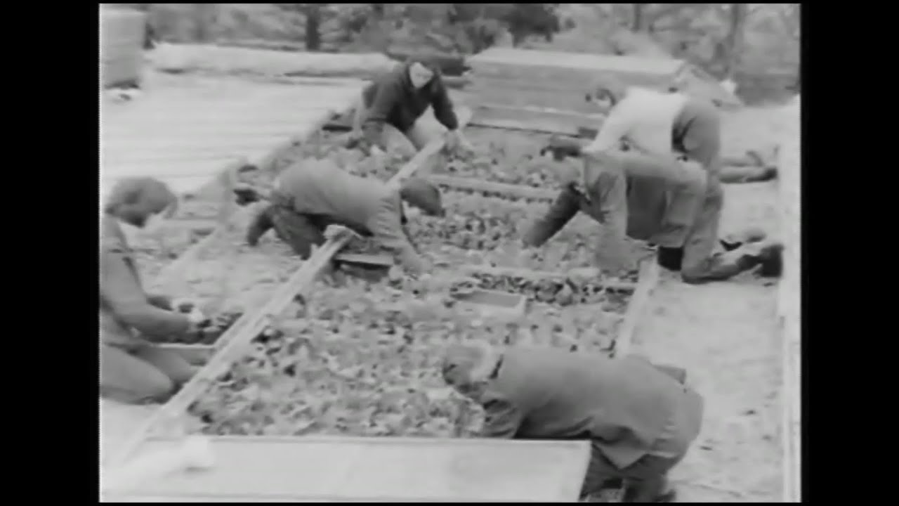 Szalva Péter filmek - Palántázás