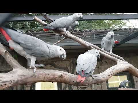 A group of grey parrots