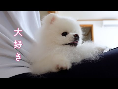 世界で一番飼い主の膝の上が好きなポメラニアン