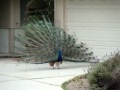 Palos Verdes Peacock