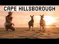 Cape Hillsborough Kangaroos on the Beach at Sunrise! Australia Travel Vlog