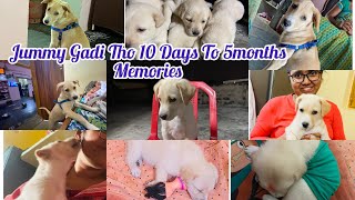 Pet vlog || Jummy gadi tho Umnna Memories || 10 Days To 6Months || Don’t miss it || KIYA IDEAS VLOGS