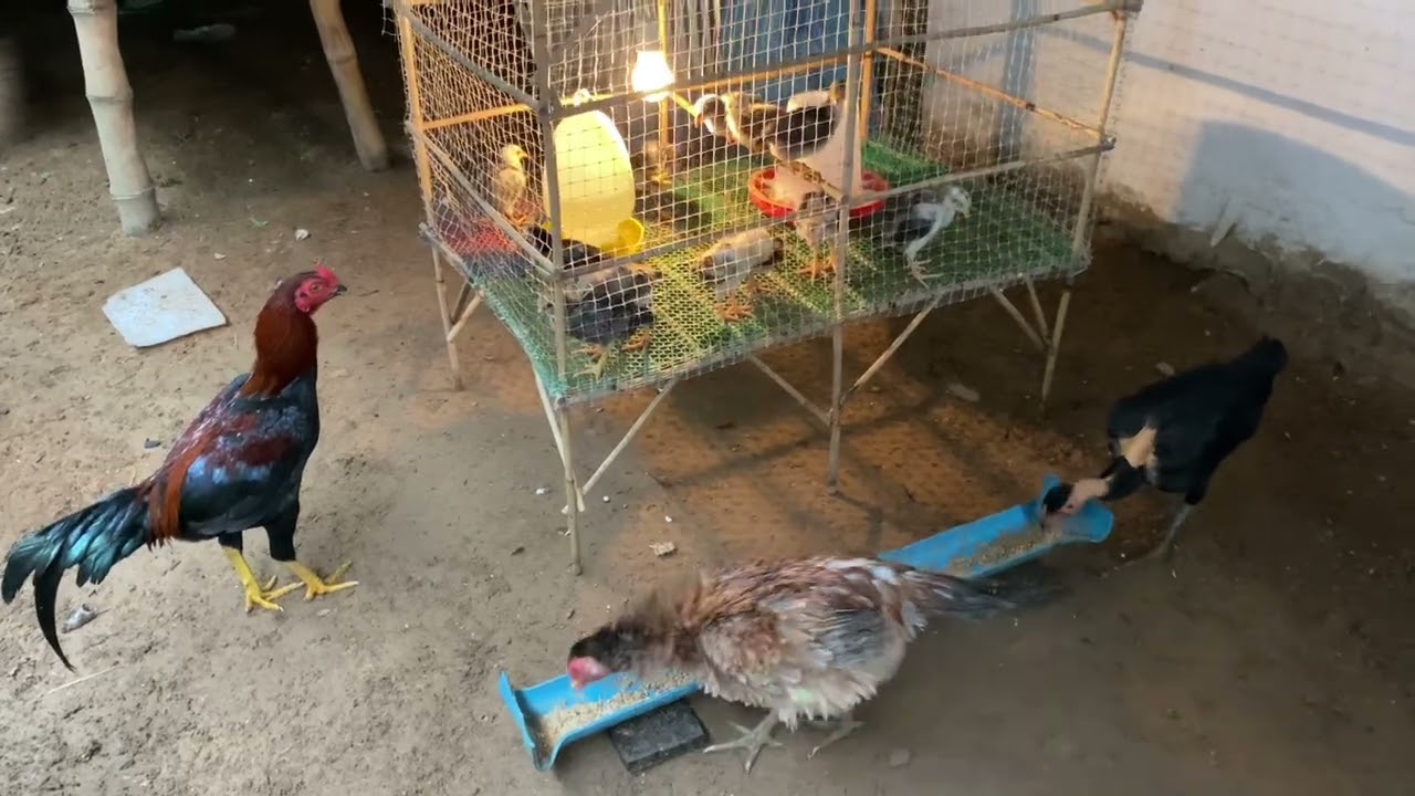 How to raise chickens as a family and feed them properly