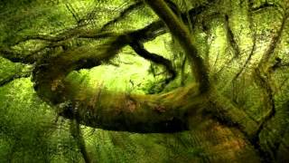 Fairytale Forest Photography