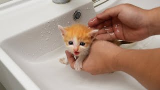 Try Not To Laugh Animals 😂 Funniest Cats and Dogs 🐶😻 #10 Best Funny Animal Videos 2023 by Pets Awesome 1,568 views 8 months ago 14 minutes, 56 seconds