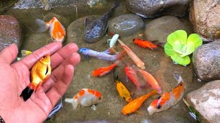 catch colorful ornamental fish, betta fish, koi fish, channa, manfish, catfish,guppy,molly,turtles