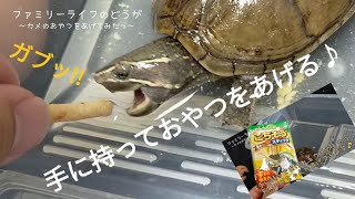 【ミシシッピニオイガメ】手に持っておやつをどうぞ♪「ごちそうスティック」を食べる瞬間映像♪亀の飼育観察♪ Turtle Bath  ペットのいる暮らし Sternotherus odoratus