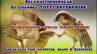 Masteran Murai Batu. Suara burung Gereja Tarung Jernih