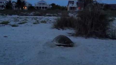 Loggerhead Turtle nesting medium.m4v