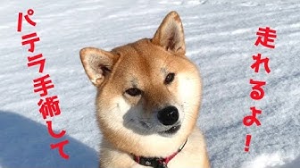 パテラ Youtube