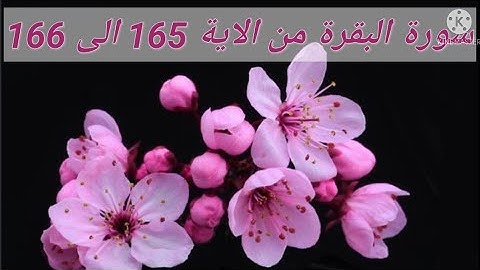 حفظ سورة البقرة من الاية 165 الى 166 بالتكرار