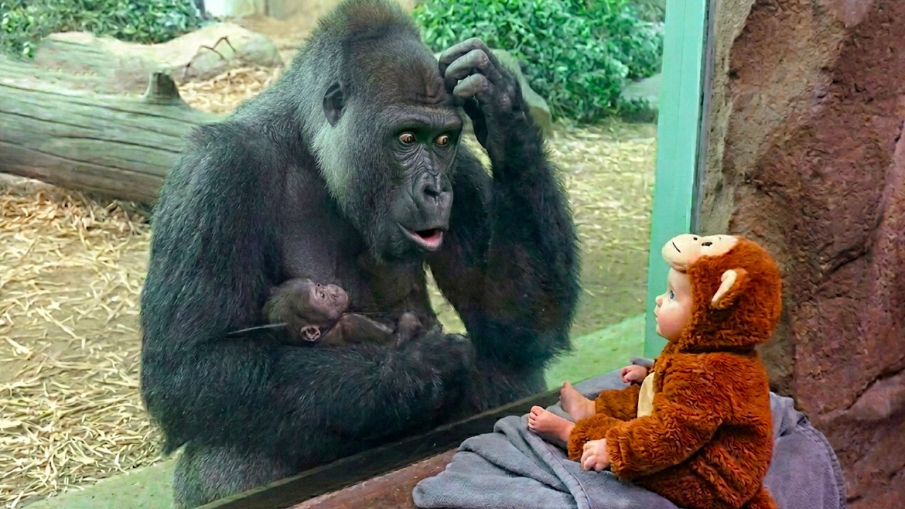 Mother Gorilla’s Reaction to a Fake Baby Gorilla | Funny Baby and Gorilla 😂🦍