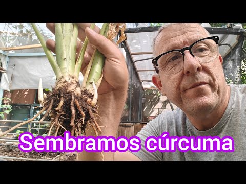 Planting Turmeric