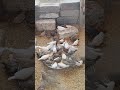 “They Went Crazy for This Food 😳🐦”#finches #aviary #birdlover #finch #birds #shorts #youtubeshorts