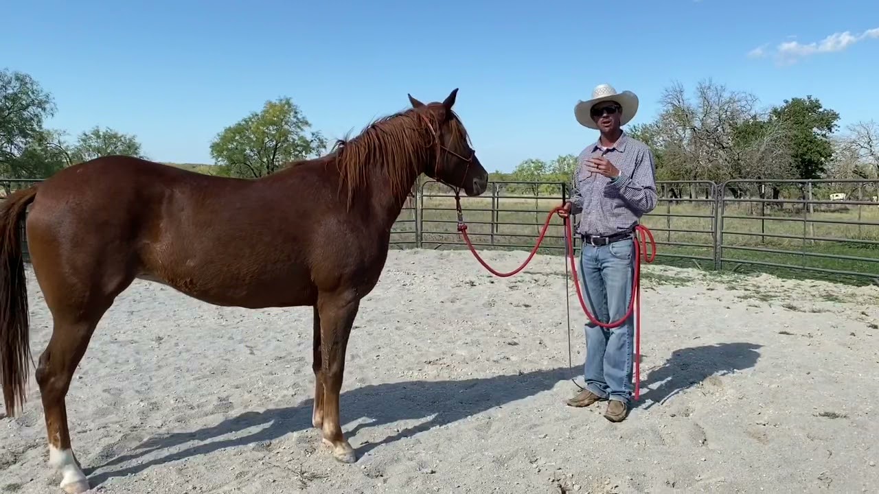 Как погрузить проблемную лошадь в прицеп менее чем за 5 минут