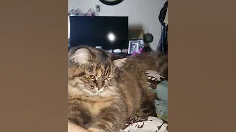 Video 588981: persian maine coon mix, persian kittens maine coon, persian mixed breed kitten, kitten big, little kitten