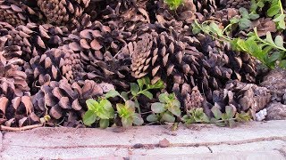 Cones in the design of the flower bed. There is a problem!