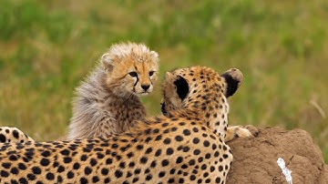 Interview with Dr Amir Patel on his new 3D wildlife motion capture system.