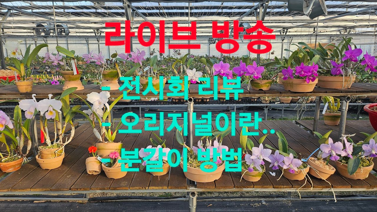 화성난농원 라이브 방송- 분갈이 및 꽃구경