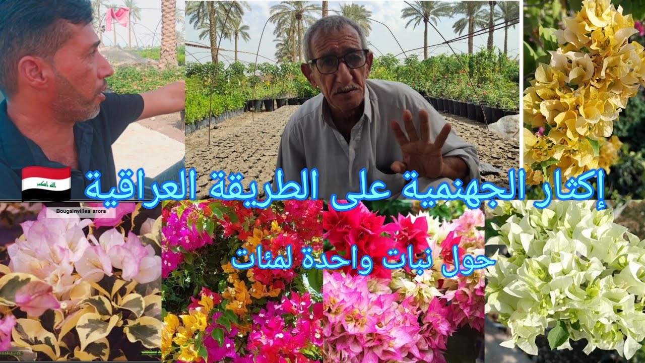 إكثار الجهنمية على الطريقة العراقية 🇮🇶 حول نبات واحد لالف بلاش وبدون استخدام مجذر أو تربة زراعية