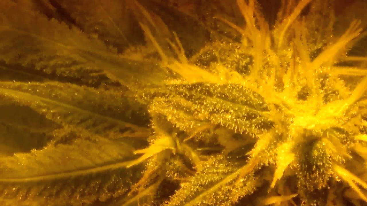 Space bomb and medi 2 Flowers