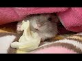 布団の中で食べたいハムスター