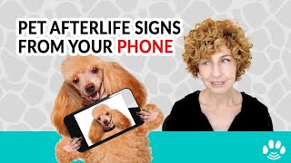 9 Signs Your Pet is Visiting Your From the Afterlife - Using Technology