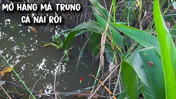 Tập 197 - Hôm Nay Mấy Bác Cháu Câu Được Rất Nhiều Cá Rô Bự Và Rô Khủng | Câu Cá Rô Đồng