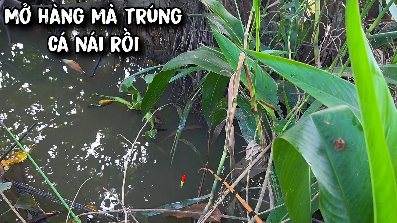 Tập 197 - Hôm Nay Mấy Bác Cháu Câu Được Rất Nhiều Cá Rô Bự Và Rô Khủng | Câu Cá Rô Đồng