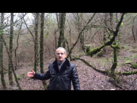 Самшит(Şımşor; Şimşad;Buxus hyrcana)