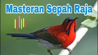Suara Pancingan Burung Kolibri Sepah Raja Gacor Full Isian (Masteran Terbaik)