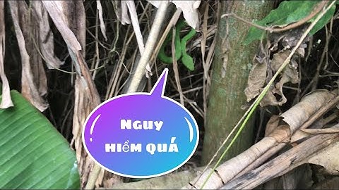 Lời cảnh báo cho ae đồng nghiệp với vào nghề bẫy rắn nhé!