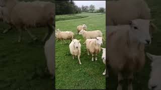Bala Sheepdog - Nel Lot 14