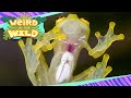 Glass Frog Quiz