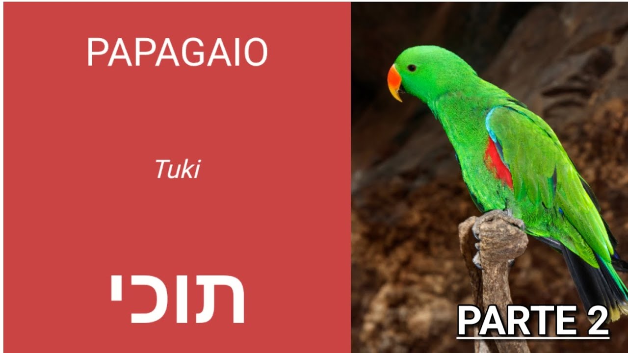 🕊ANIMAIS - PARTE 2| #pavão #papagaio #hebraico #hebraicomoderno #israel #brasil #jerusalem