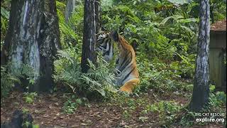 Priya Takes A Bath At Big Cat Rescue In Tampa Florida. Bigcatrescuepriya