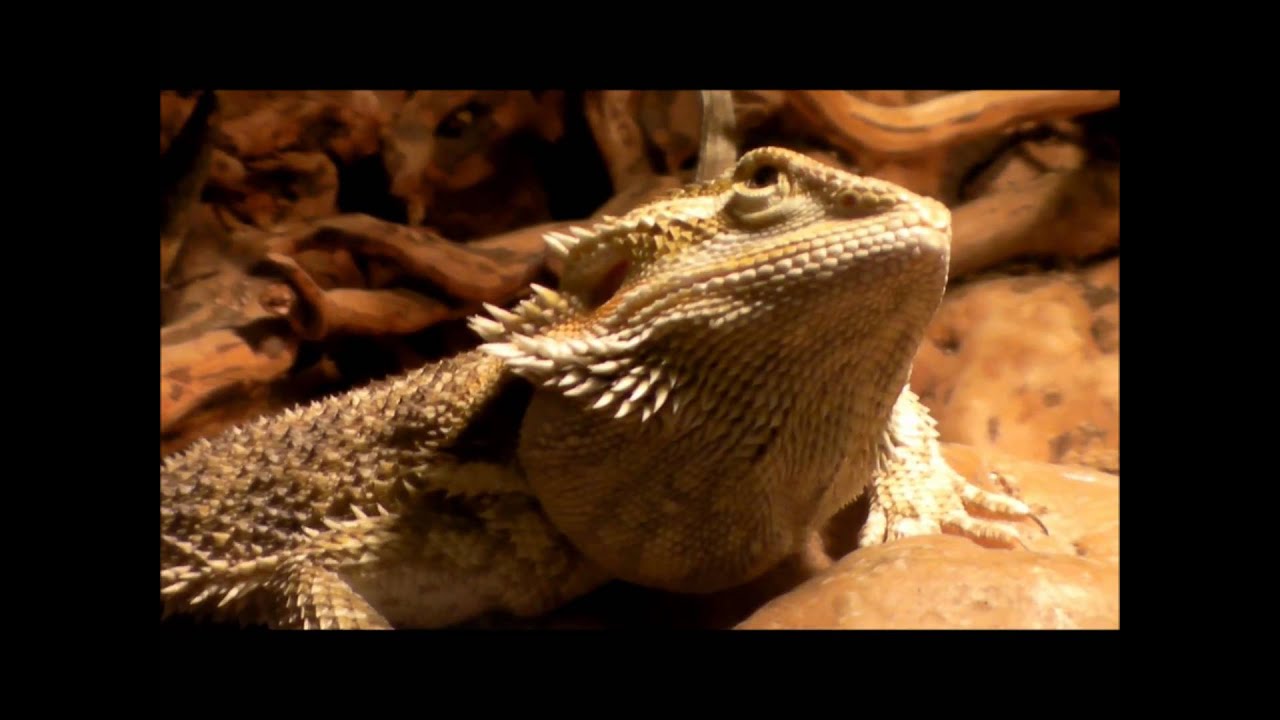 matty healy How to handle a Bearded Dragon / Feeding