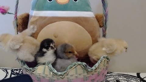 Stop Motion Squishmallows: Happy Easter | A Squishmallows Animation |