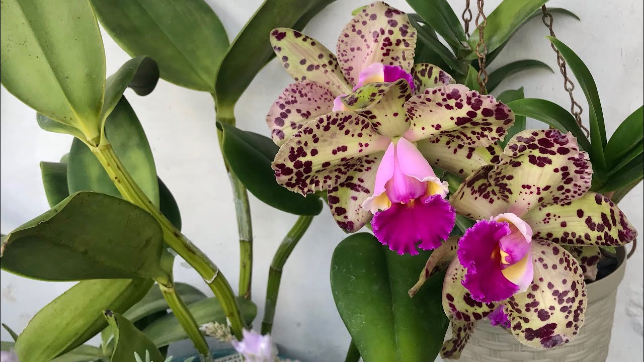 Cattleya Durigan Gemini - replante em bolacha de madeira e obseu cultivo