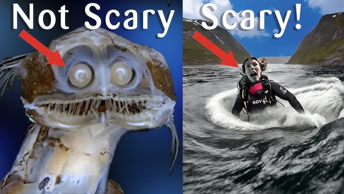 What's REALLY scary in the sea (and what's not)
