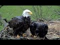 Decorah Eagles - North Nest 07.05.2024