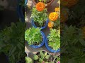 Ped lagao dharti bachao. #shorts  #garden #terracegarden #flowers #plants