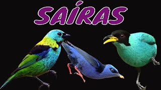 FAMÍLIA DAS SAÍRAS - Brazilian Birds Singing