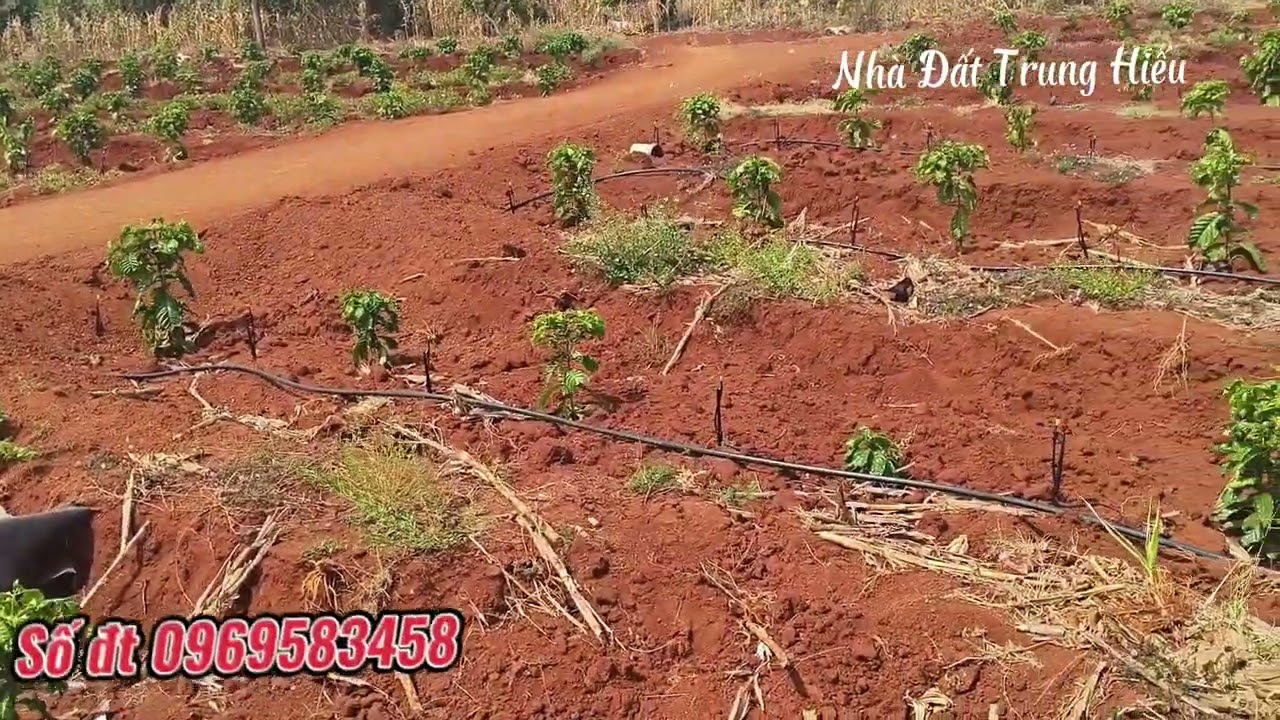 Lô đất đẹp và tiềm năng tại iapia gia lai. Full cà có giếng có hồ. #bds #nhadatgialai #batdongsan